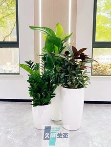余姚写字楼办公室公共区域走道绿植租摆高中低搭配
