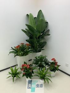 余姚办公室花卉绿植租摆简约组合
